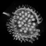 Disassemblable Fieldwork CT Scanner Using a 3D-printed Calibration Phantom